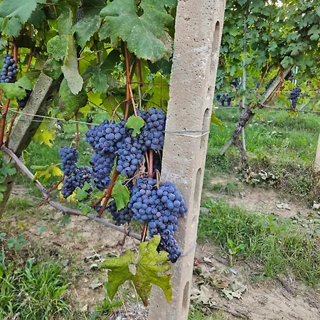 Semesterbostad A Casa Di Thelma Barolo